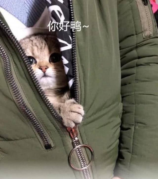 女孩出超市緊裹大衣，被質疑偷東西，打開衣服後眾人看傻了！ 萌趣萌寵 第1张