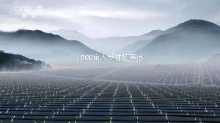人参|星芮化妆品厂｜都是主打中草药护肤，为什么外资品牌比国产品牌更受欢迎？