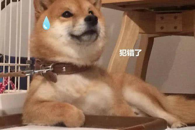 魔性|男子沉迷训狗，柴犬的表情却渐渐魔性，你是表情包成精吗