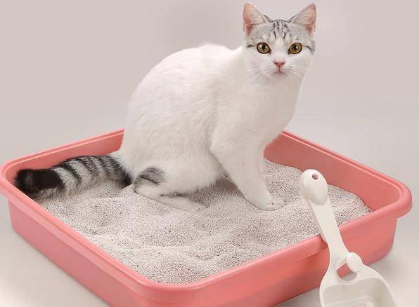 怎么看小猫有没有尿尿 026abdbf24eb47b1a607bdab442be7d8.jpeg