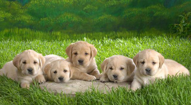 决定狗狗寿命的5个重要因素 铲屎官一定要特别注意 体重