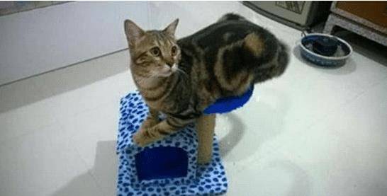猫咪试用网购来的猫架子后,主人笑出猪叫声,网友:猫生好艰难 猫咪试用网购来的猫架子后,主人笑出猪叫声,网友:猫生好艰难