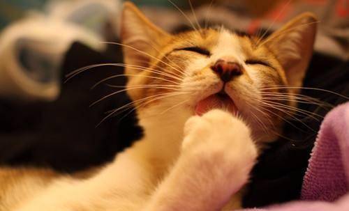猫咪化毛球吃什么好？猫咪吃什么化毛？