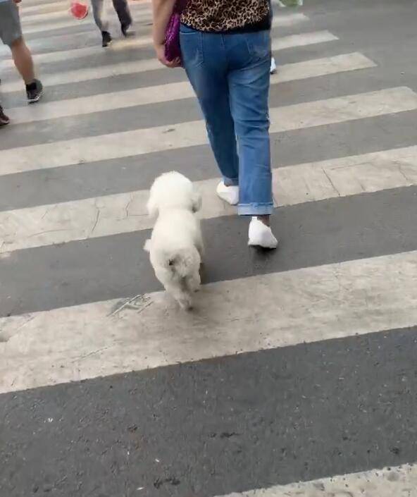 狗狗跑起來步伐不對勁，網友：地面太燙，走路變形了 萌趣萌寵 第2张