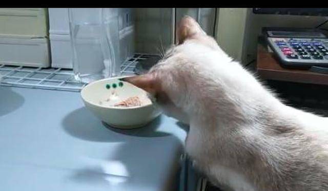 猫咪假装在饭桌上睡着,主人一走马上起来偷吃,太有心机了吧! 猫咪假装在饭桌上睡着,主人一走马上起来偷吃,太有心机了吧!