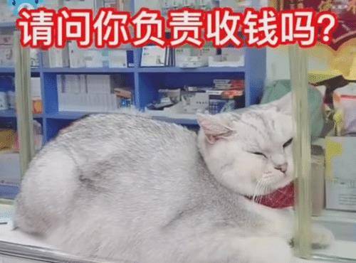 买完东西结账时,却只见猫咪在收银台,猫:除了吃,别的我不管! 买完东西结账时,却只见猫咪在收银台,猫:除了吃,别的我不管!