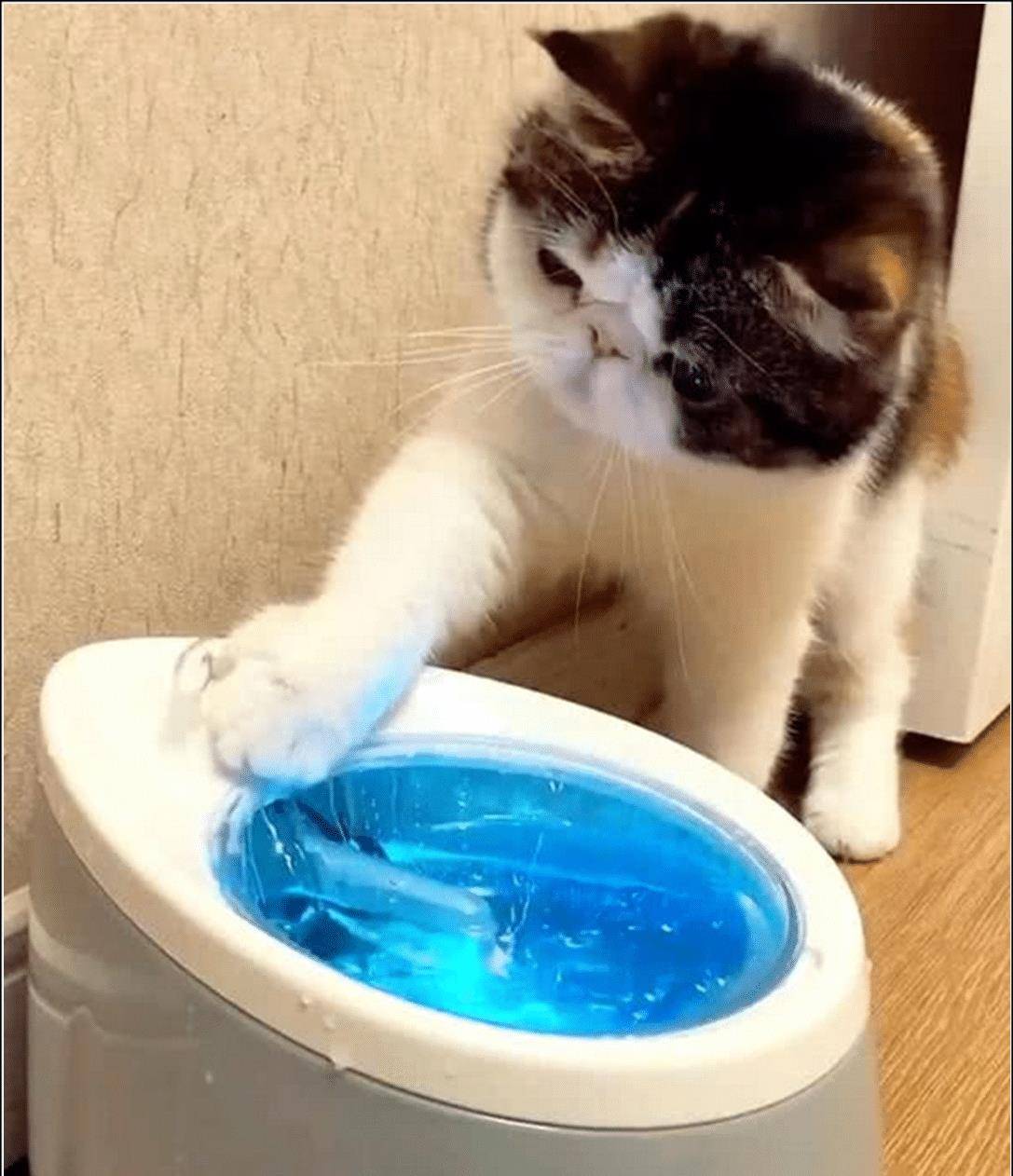 给猫咪买了个饮水机 以为是它知道怎么用 最后猫咪的举动看上去像二哈(图3)