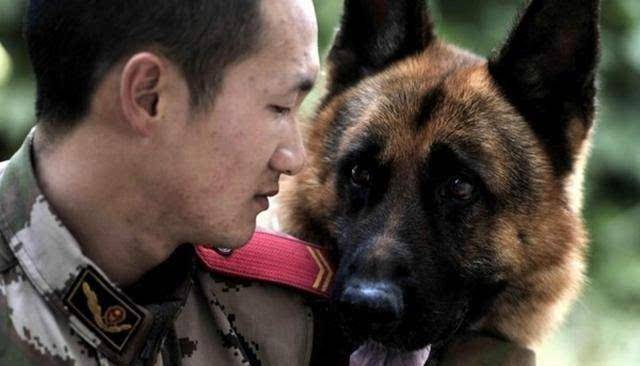 警犬死咬退伍老兵的行李不放 这一松口就是永别 警犬死咬退伍老兵的行李不放 这一松口就是永别