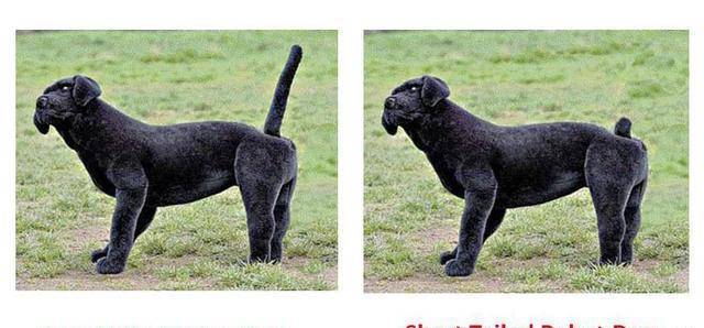 实验|柯基没有尾巴，“狗缘”可能不大好，主人有发现它朋友比较少吗？