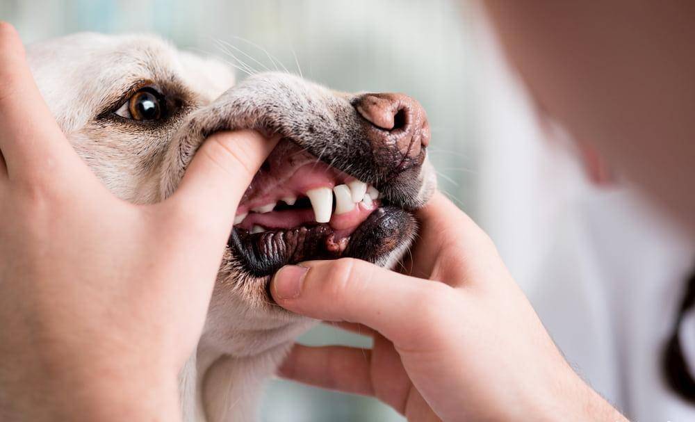 狗的牙龈苍白意味着什么 一种观察狗狗健康状况的简单方法 宠界新闻
