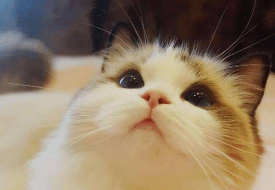 进行|几种很粘人的猫咪,可以去进行考虑,它们均有自己的独特之处