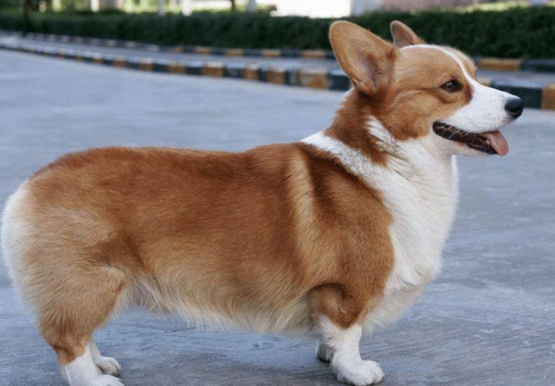 调整|柯基犬偏瘦的原因是什么?除了疾病之外,还有这些要注意。