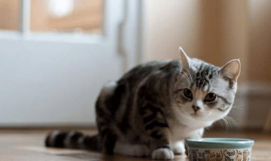 猫咪胖乎乎是可爱,不过为了猫咪的健康,日常饮食搭配不能忽视 猫咪胖乎乎是可爱,不过为了猫咪的健康,日常饮食搭配不能忽视