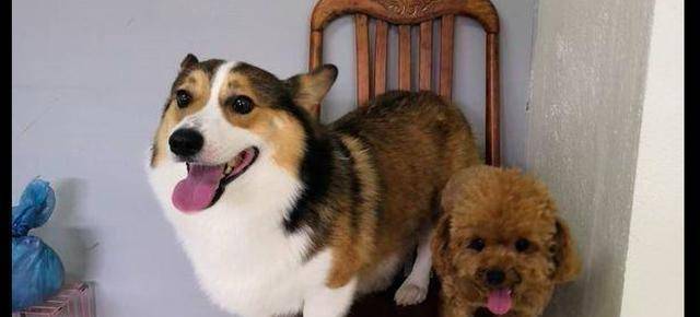 生活|柯基吵架吵不过泰迪，气得用屁股去打对方，柯基：继续和我吵啊！