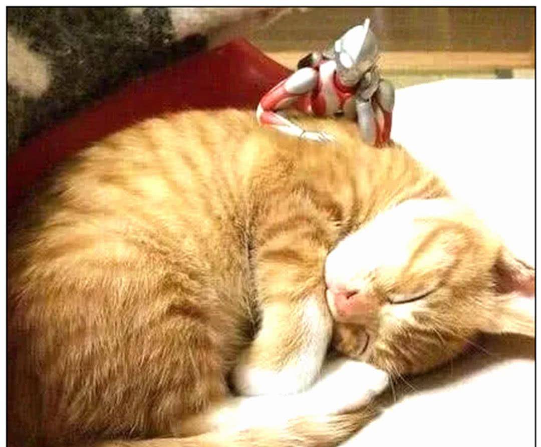 买了只奥特曼给橘猫玩,天天陪橘猫睡觉,1年后画风突变 买了只奥特曼给橘猫玩,天天陪橘猫睡觉,1年后画风突变