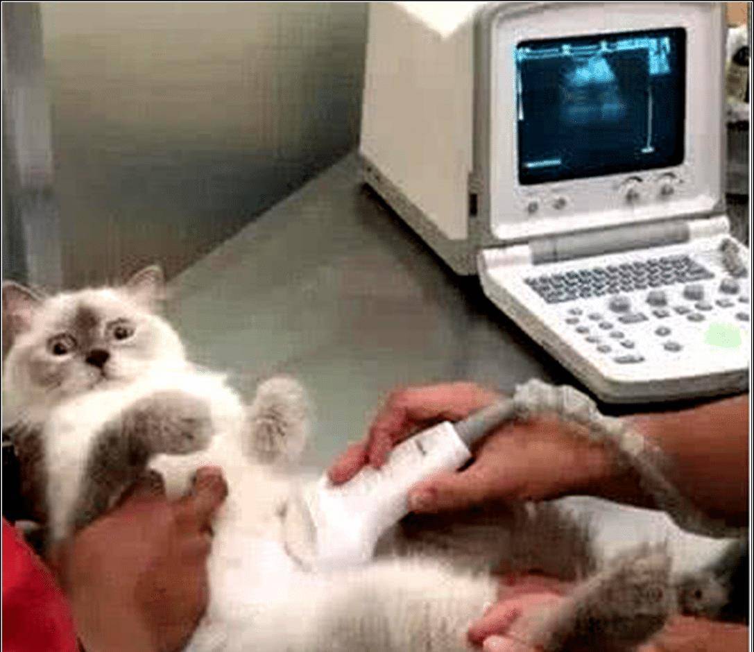 猫咪肚子越来越大，女主带去医院检查后，医生说完结果猫咪懵了 