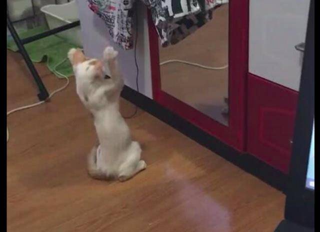 猫咪在镜子面前摆弄双爪，猫咪：为什么镜子里的猫总模仿我？