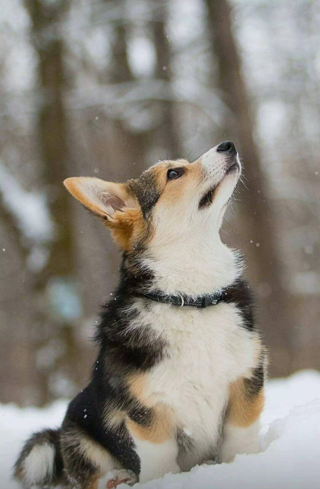 因为|柯基的六个优点