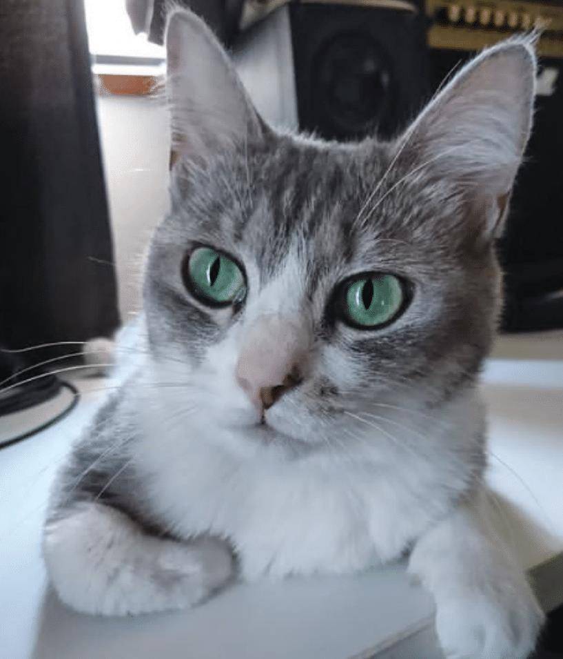猫咪不要主人坐新买的椅子,它推主人时的表情太搞笑了,要成精了 猫咪不要主人坐新买的椅子,它推主人时的表情太搞笑了,要成精了