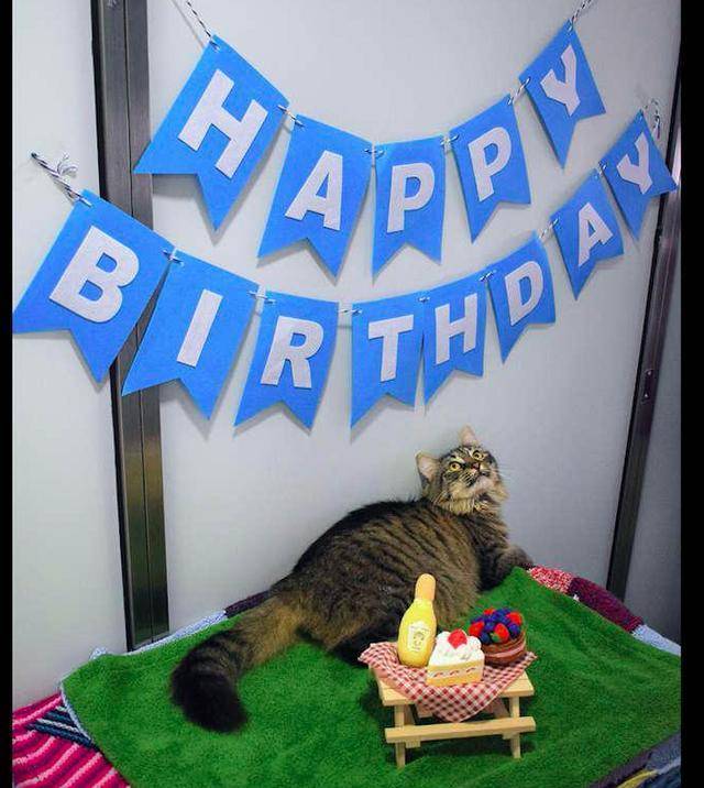 猫咪因患艾滋病,生日会上没一个领养人来参加,工作人员们很沮丧 猫咪因患艾滋病,生日会上没一个领养人来参加,工作人员们很沮丧