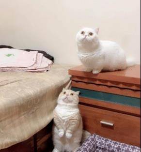 猫咪洗澡竟笑得如此灿烂，原来这一切都是“遗传”惹的祸！ 