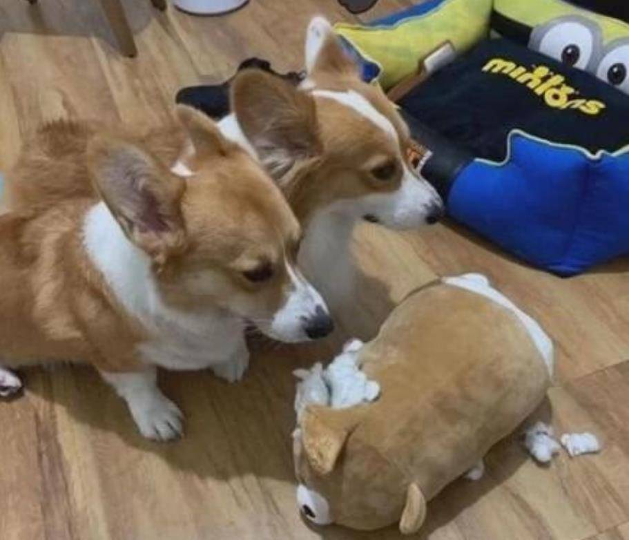 玩具|柯基把鞋咬坏了,网友把它们的玩具咬烂了,狗:还是你狠