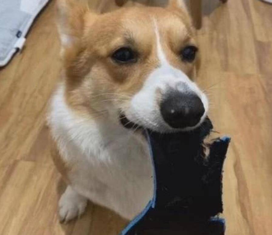 玩具|柯基把鞋咬坏了,网友把它们的玩具咬烂了,狗:还是你狠