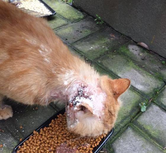 家猫不老实找流浪猫打架, 结果脑壳上破了个大洞 