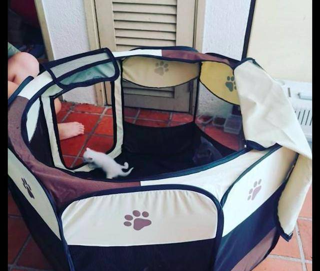 猫妈妈在杂物间生产,女子果断收养了它们一家:是猫咪选择了我! 猫妈妈在杂物间生产,女子果断收养了它们一家:是猫咪选择了我!