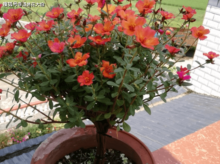 室内阳台或窗台盆栽太阳花 掌握3要领 一年四季都花开锦簇 开花