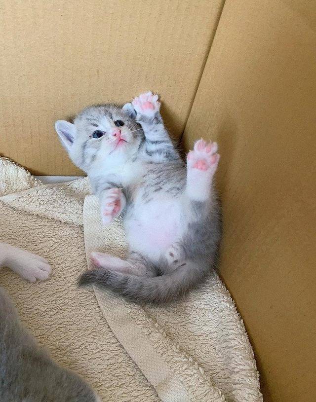 看了这只猫，我终于明白，为什么还有那么多人愿意养猫了 