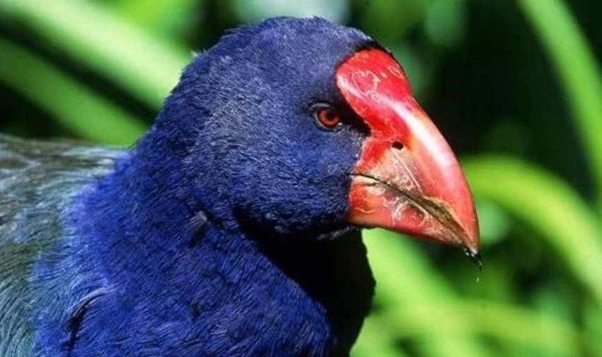 被宣布灭绝50年的"巨水鸡"再现,从最初的几只,发展到200多只