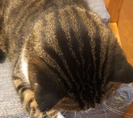 因为|这猫的后脑勺好像很好吃，西瓜味的？网友：此头只应天上有！