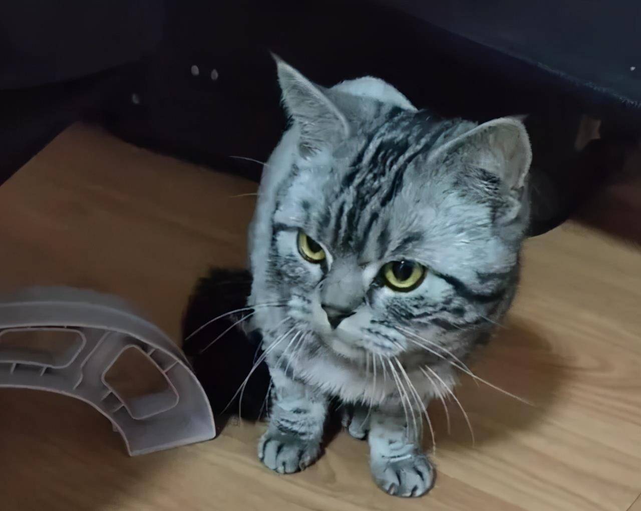 猫咪|被遗弃的品种猫,日子过得有多惨?加菲猫落魄的像只大老鼠