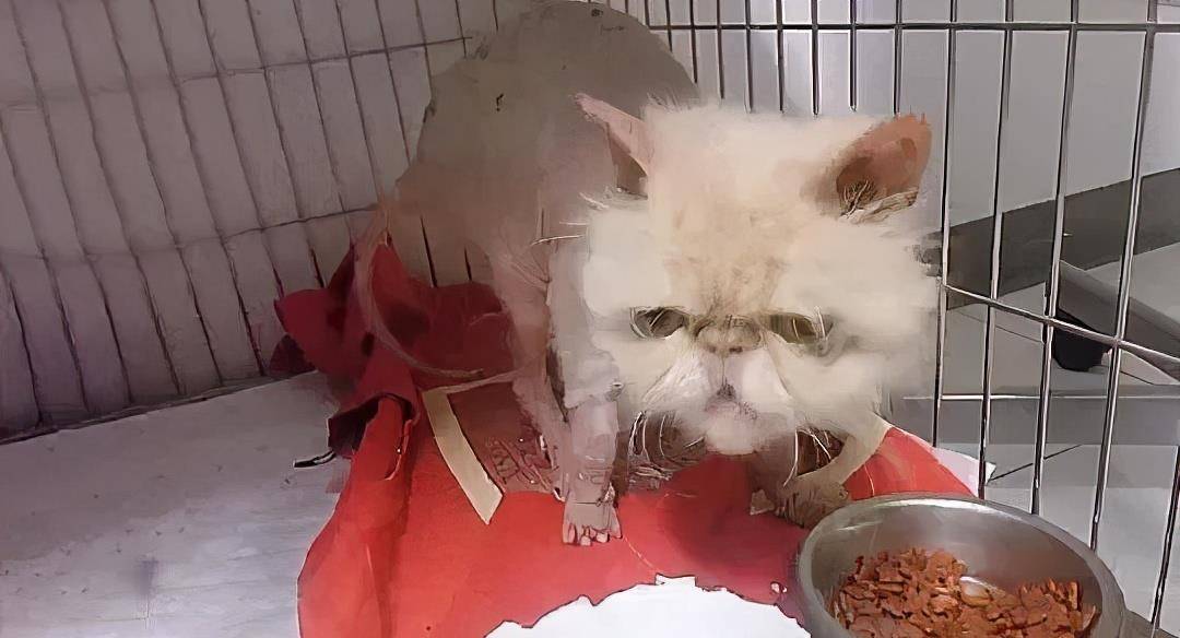 猫咪|被遗弃的品种猫,日子过得有多惨?加菲猫落魄的像只大老鼠