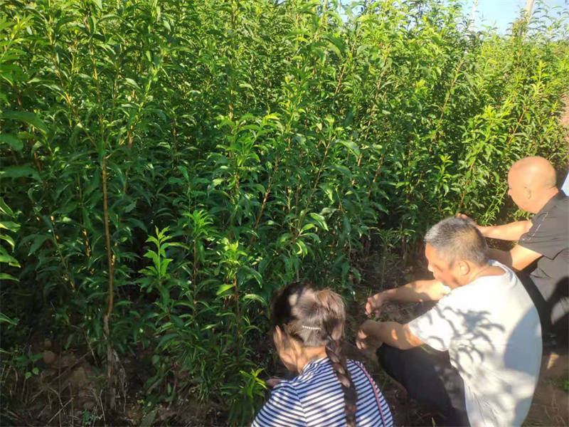 高板客户胡总到成都反季节李子苗基地考察交流