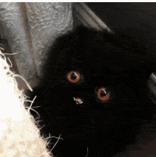 怎么看小猫有没有受内伤 aa9411999a16491896a0f322d074e547.gif