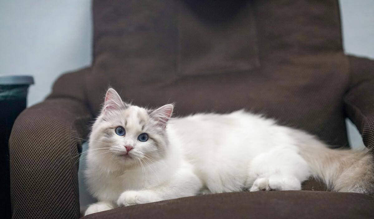 因为|哪些猫咪,新手最好不要养?