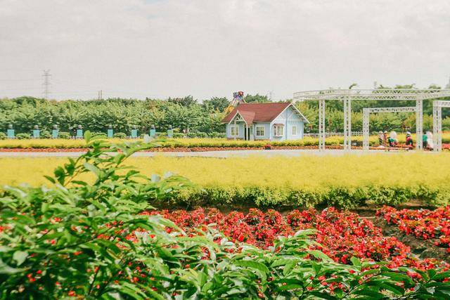 荣获吉尼斯世界纪录的葵花园，创造了很多的广州奇迹。