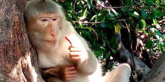 游客扔给猴子一个朝天椒，猴子咬一口当场发飙，镜头记录全过程