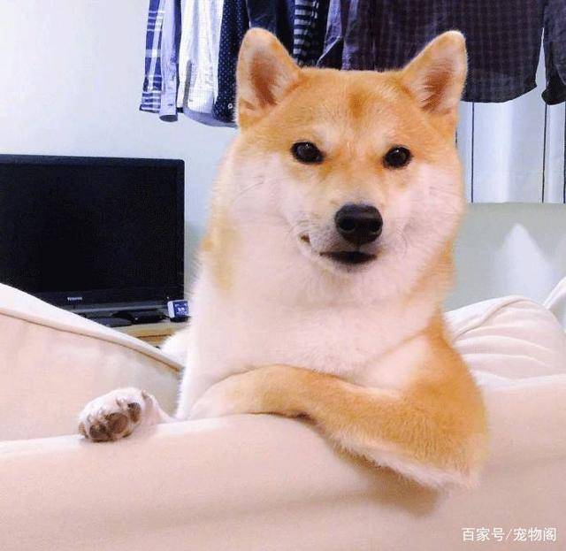 狗为什么爱拆家 3ddaaf22c48447b3b1ff356e7d5cd99a.jpeg