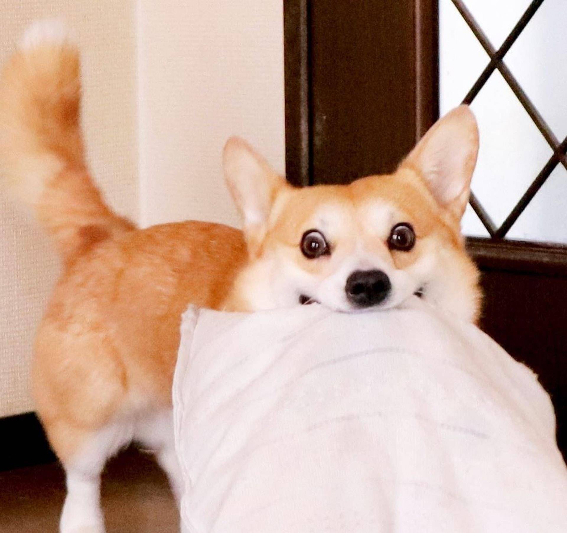 Gen|表情包柯基不敌病魔，5年来一直分享快乐！主人：开心送它离开