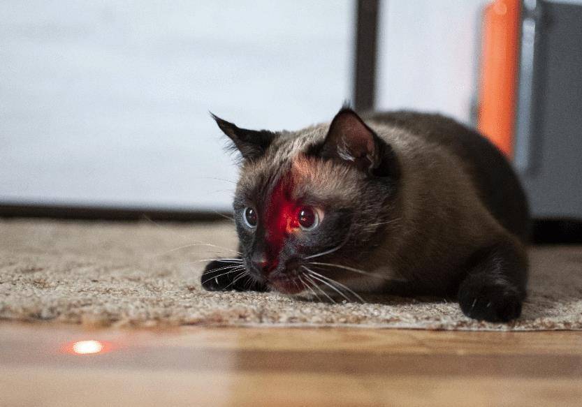 猫咪|狸花猫毫不搭理激光笔,却用眼神示意主人:“你能不能成熟一点”