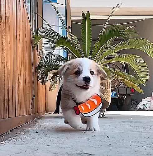 是一种|高萌预警!一场小柯基的换装秀,网友:依旧是想偷柯基的一天!