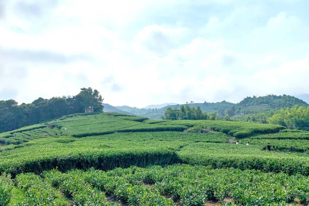 原料|鼎泰昌福鼎白茶,为运动健儿打call