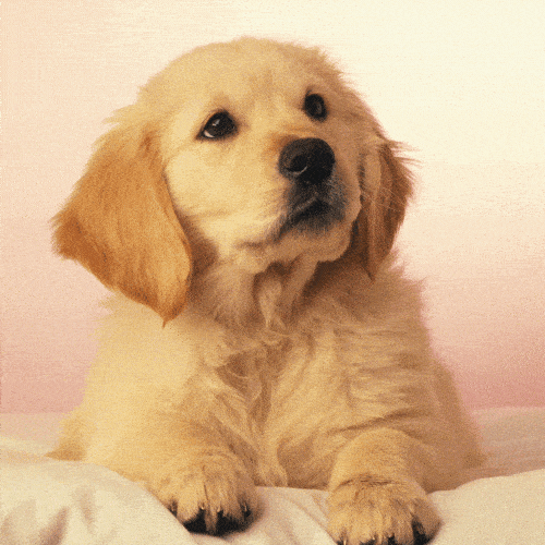 发型|2021人类高质量变美公式:放弃做人,跟动物学化妆?