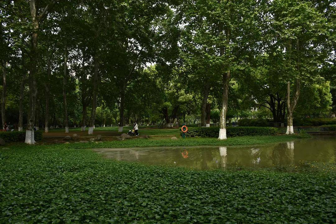 幼儿园|绿就一个字，可是已经把全世界都融化了（一个幼儿园教师的快乐暑假）