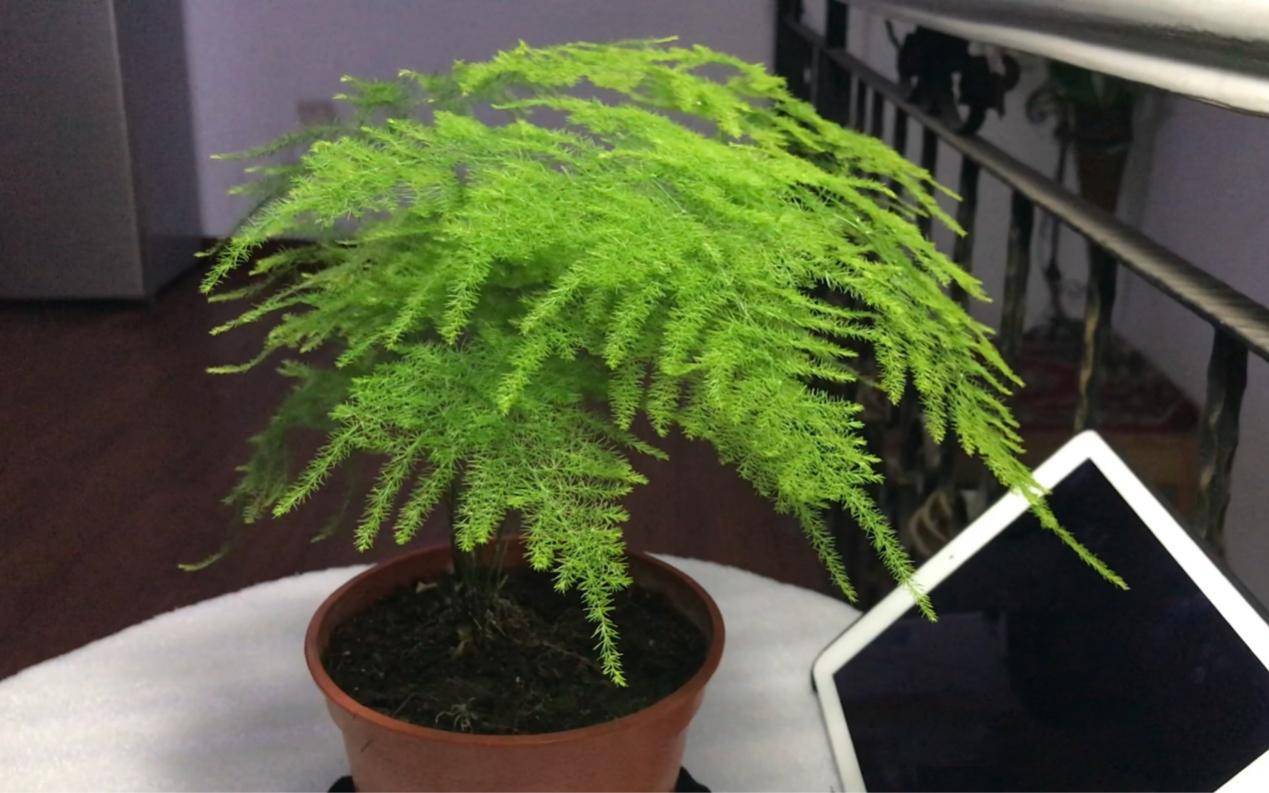 文竹盆栽不长个怎么办?抓住这6个细节,枝叶长得郁郁葱葱_土壤