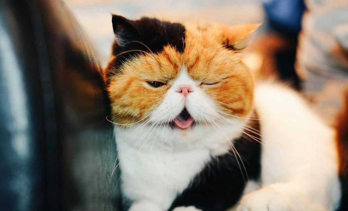 智商|谁说加菲猫智商低？其实它只是长得蠢，实际上聪明得要命！