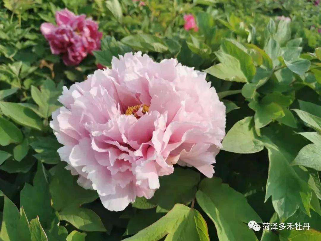 观赏牡丹品种介绍擎天粉牡丹
